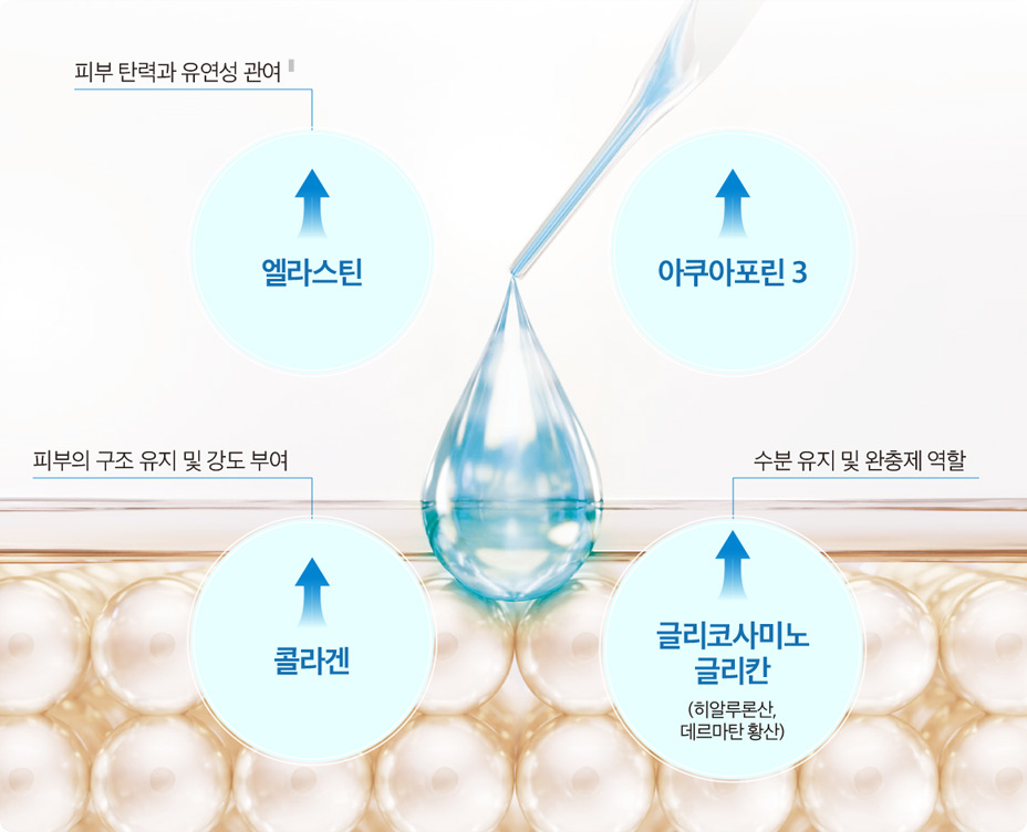 엘라스틴 - 피부 탄력과 유연성 관여 | 아쿠아포린 3 | 콜라겐 - 피부의 구조 유지 및 강도 부여 | 글리코사미노글리칸(히알루론산, 데르마탄 황산) - 수분 유지 및 완충제 역할